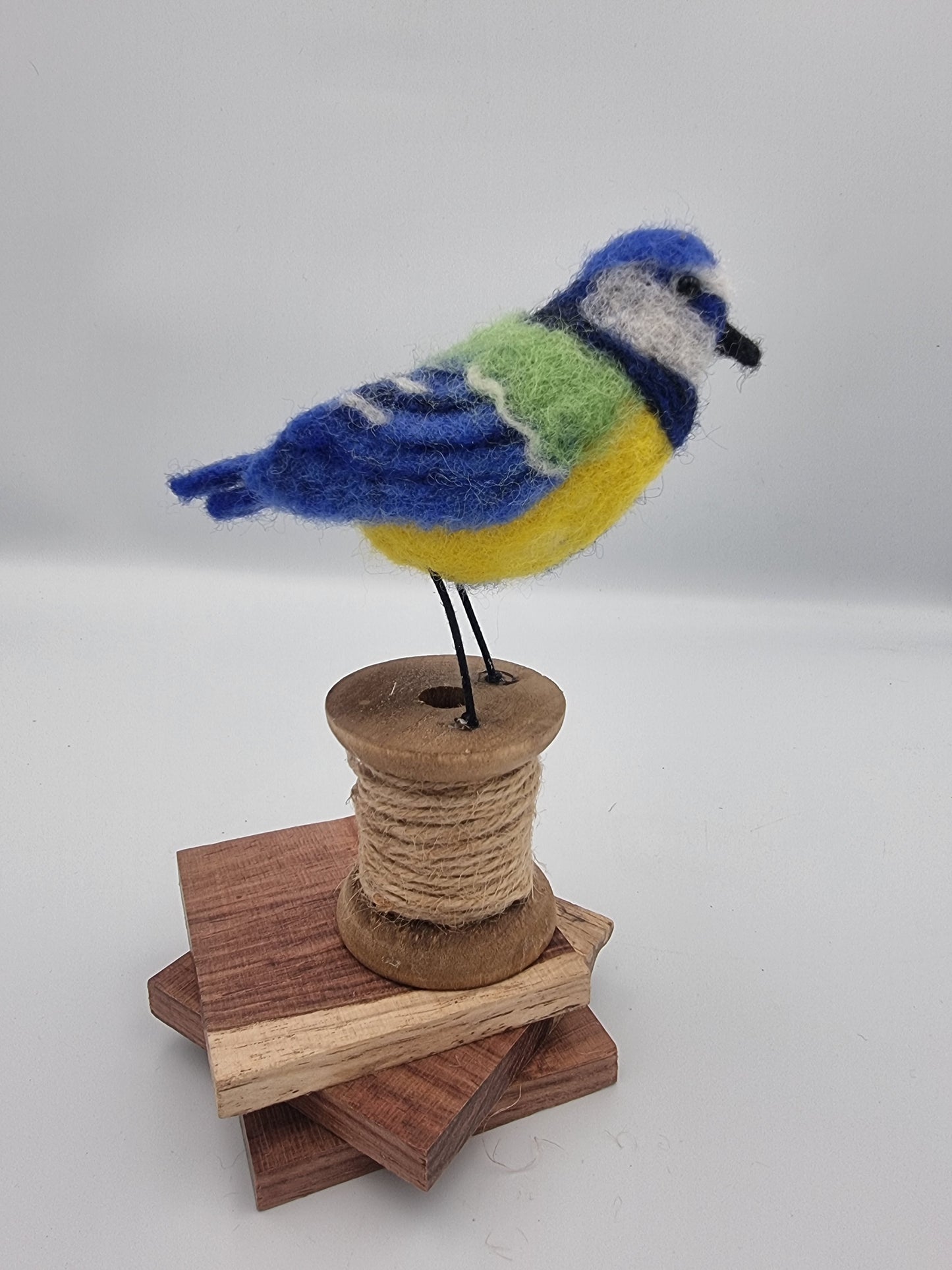 Pretty Blue Tit
