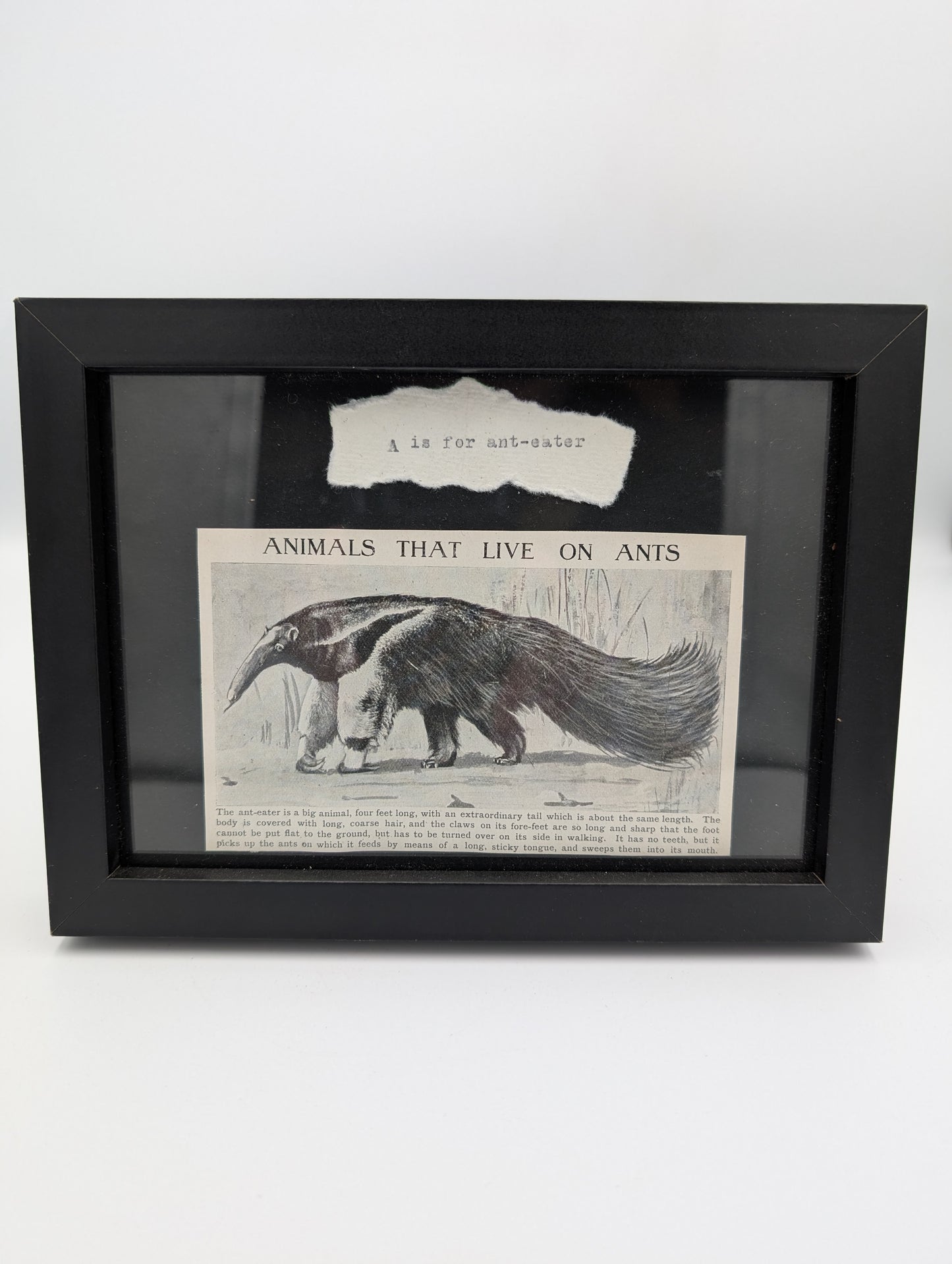 A is for Ant-Eater