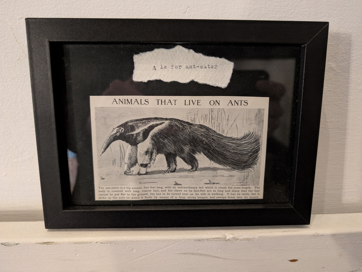 A is for Ant-Eater