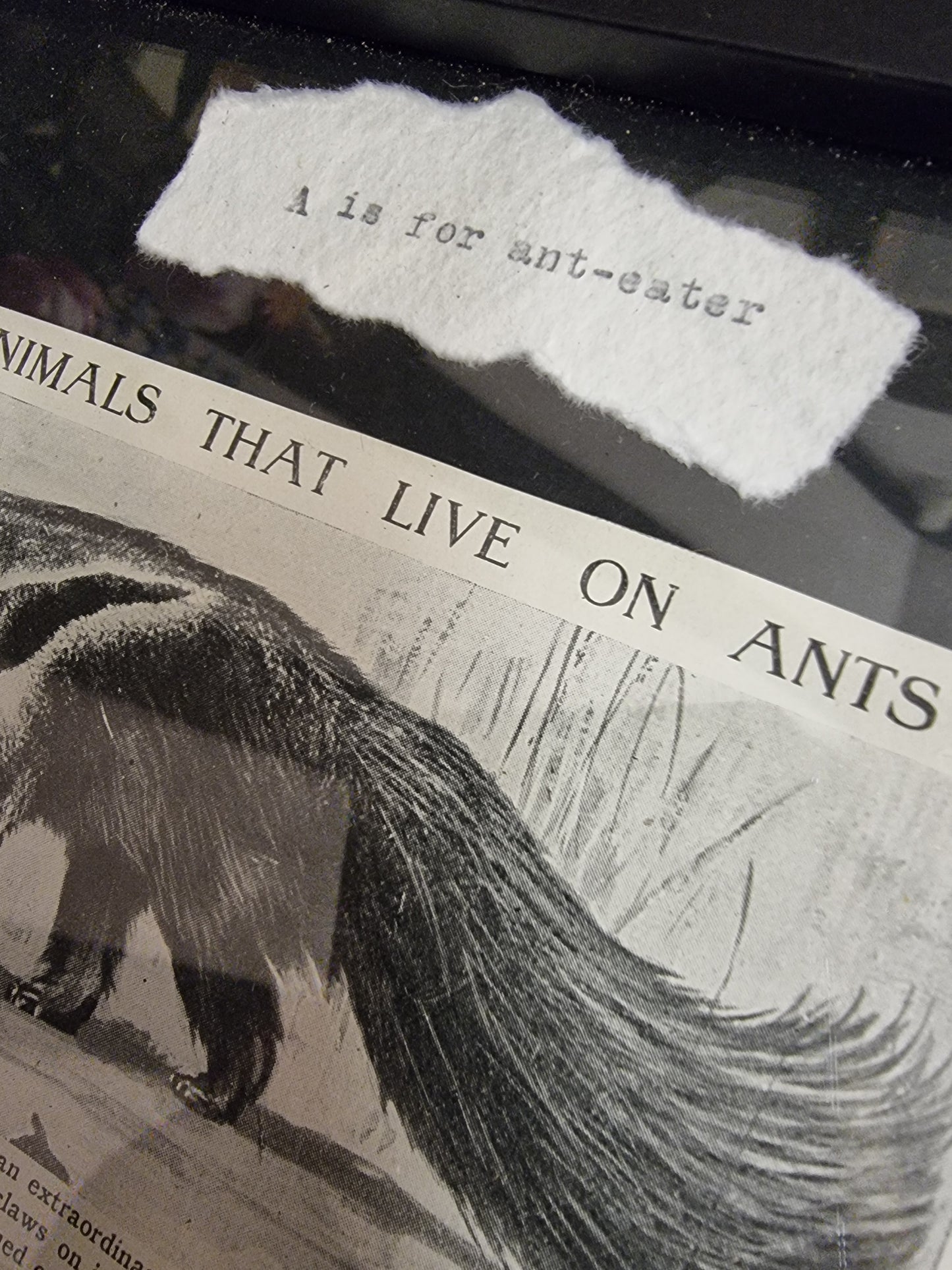 A is for Ant-Eater